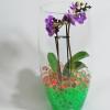 Выращивания орхидей в воде без грунта: секреты и советы